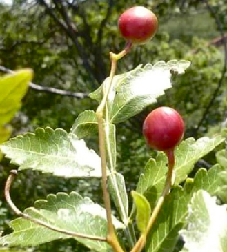Bursera linanoe 5 Pieces Seeds