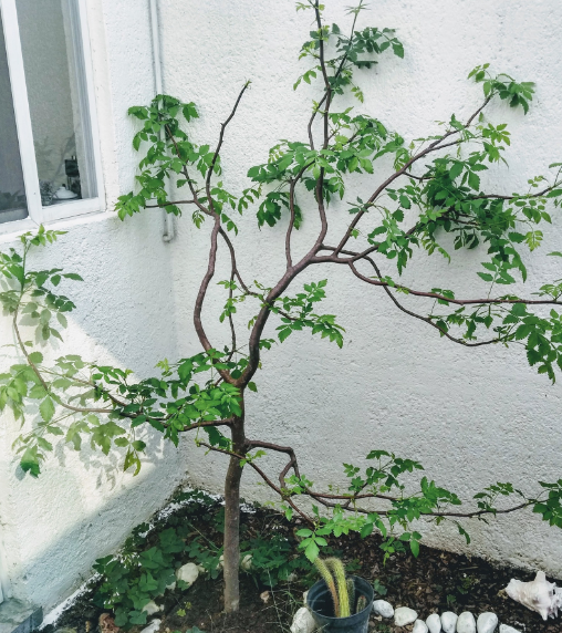 Bursera linanoe 5 Pieces Seeds