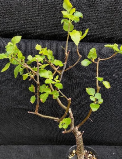 Bursera biflora 6 Pieces Seeds