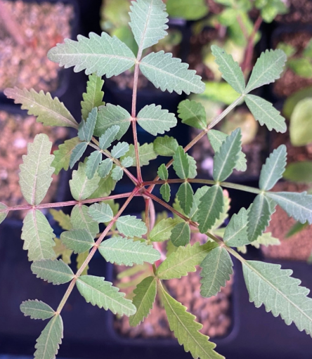 Bursera arida 5 Pieces Seeds