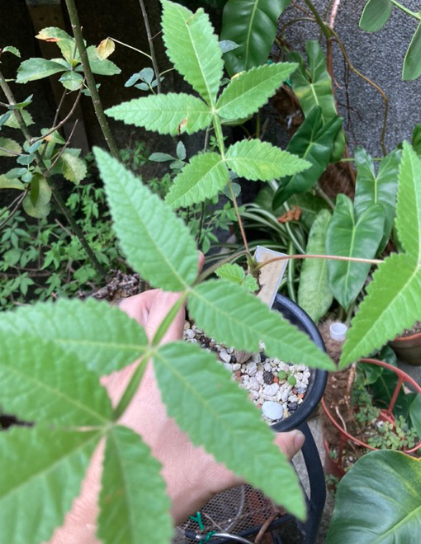 Bursera cuneata 4 Pieces Seeds