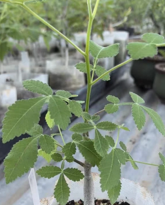 Bursera cuneata 4 Pieces Seeds