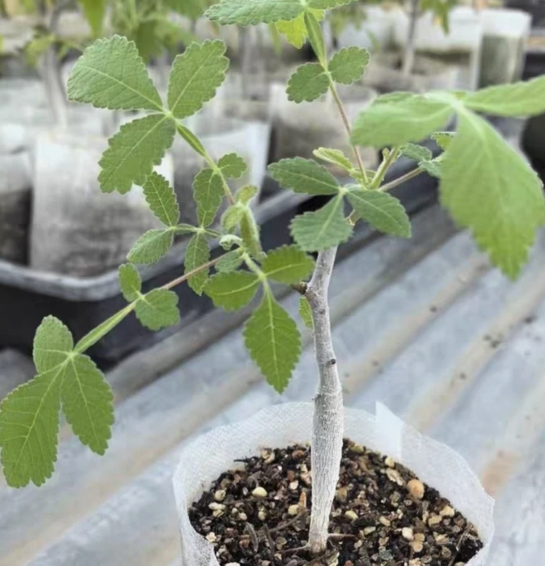 Bursera cuneata 4 Pieces Seeds