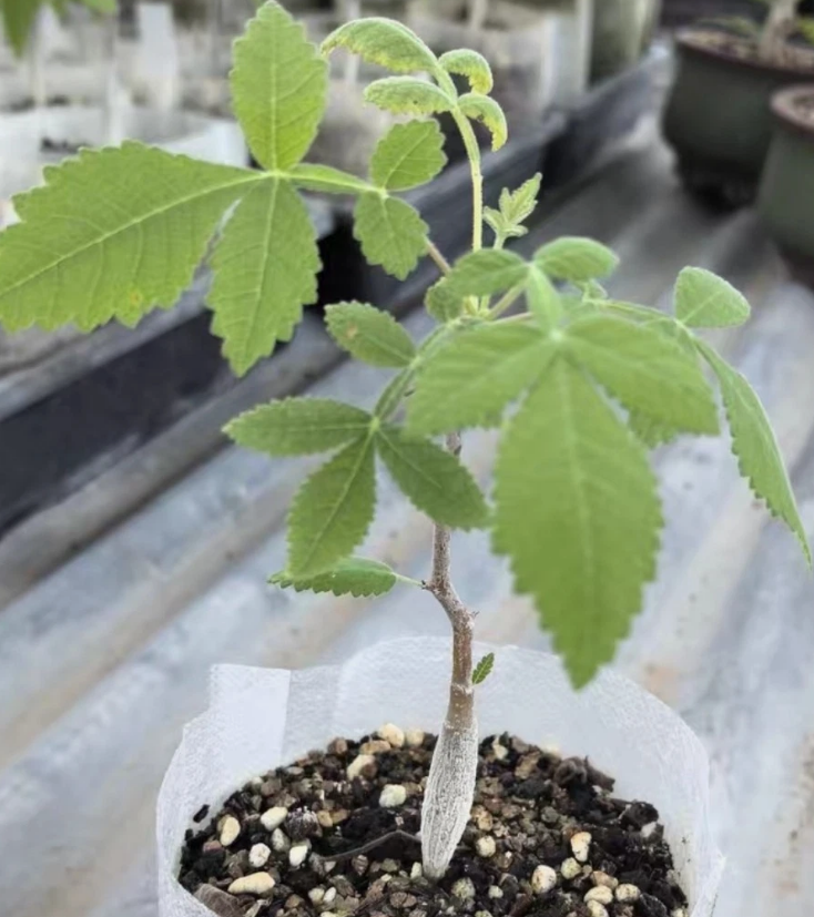 Bursera cuneata 4 Pieces Seeds