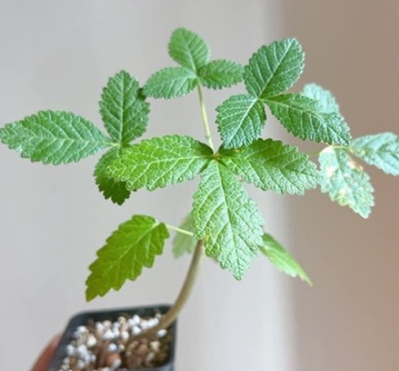 Bursera heliae 4 Pieces Seeds