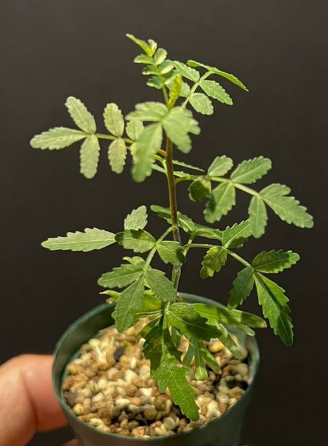 Bursera aptera 4 Pieces Seeds