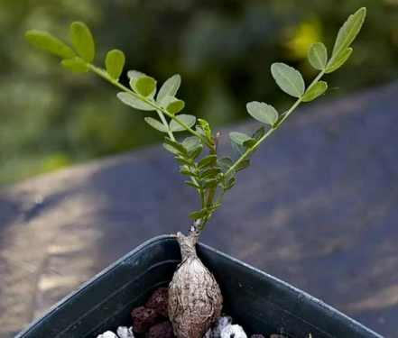 Bursera aptera 4 Pieces Seeds