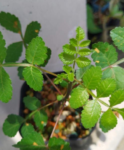 Bursera glabrifolia 5 Pieces Seeds