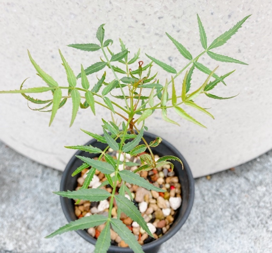 Bursera multijuga 6 Pieces Seeds