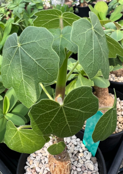 Jatropha conzatti 6 Pieces Seeds