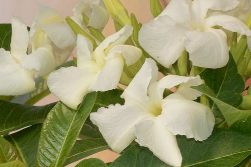 Pachypodium sofiense 7 Pieces Seeds