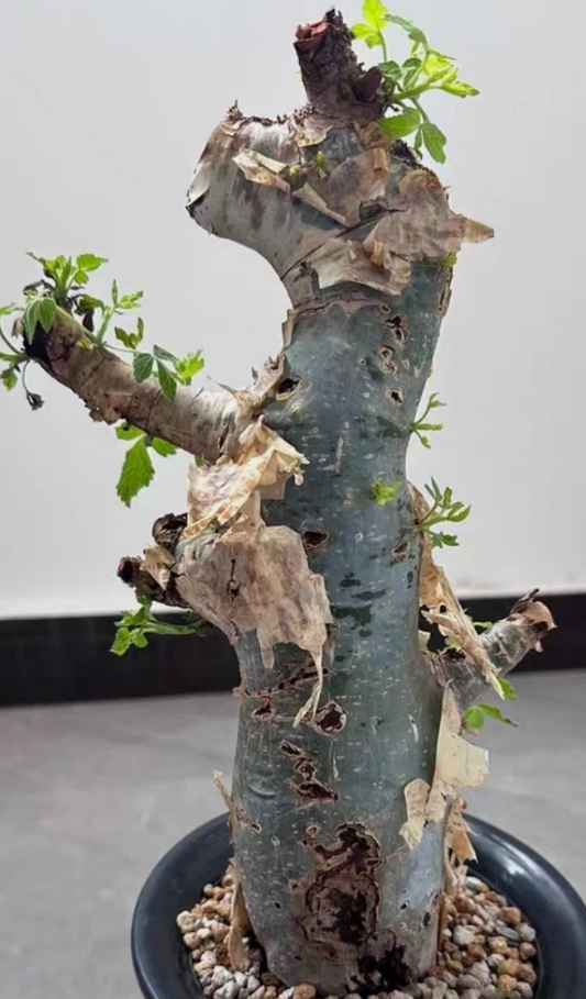 Commiphora holtziana blue and white myrrh 5 Pieces Seeds