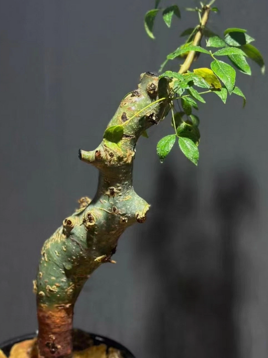 Commiphora holtziana (kataf) 4 Pieces Seeds