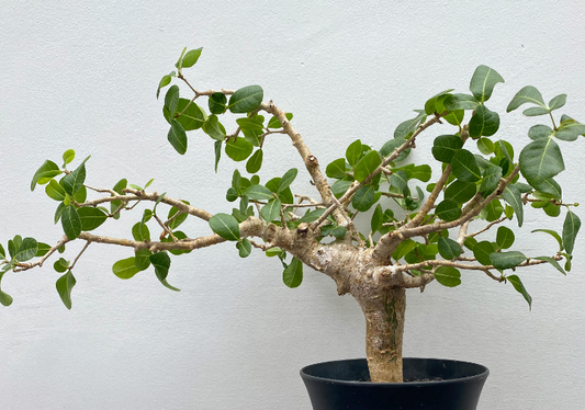 Commiphora sp. Tulear 5 Pieces Seeds