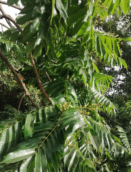 Canarium schweinfurthi 5 Pieces Seeds