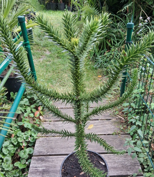Araucaria araucana 5 Pieces Seeds