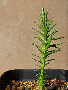 Araucaria angustifolia 5 Pieces Seeds