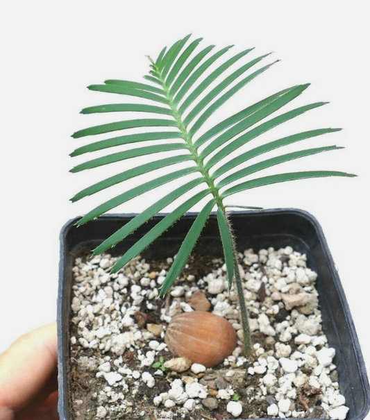 Dioon caputoi 4 Pieces Seeds