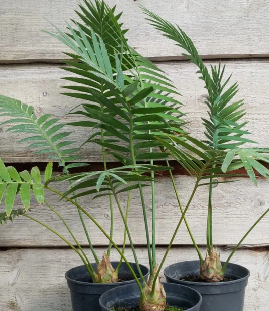 Dioon spinulosum 2 Pieces Seeds