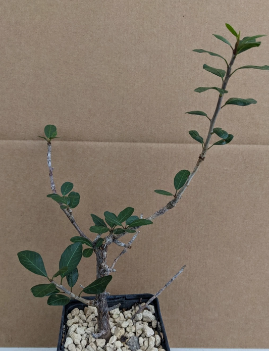 Bursera Baddalii 5 Pieces Seeds
