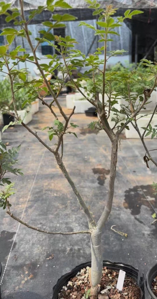 Bursera Ariensis 5 Pieces Seeds