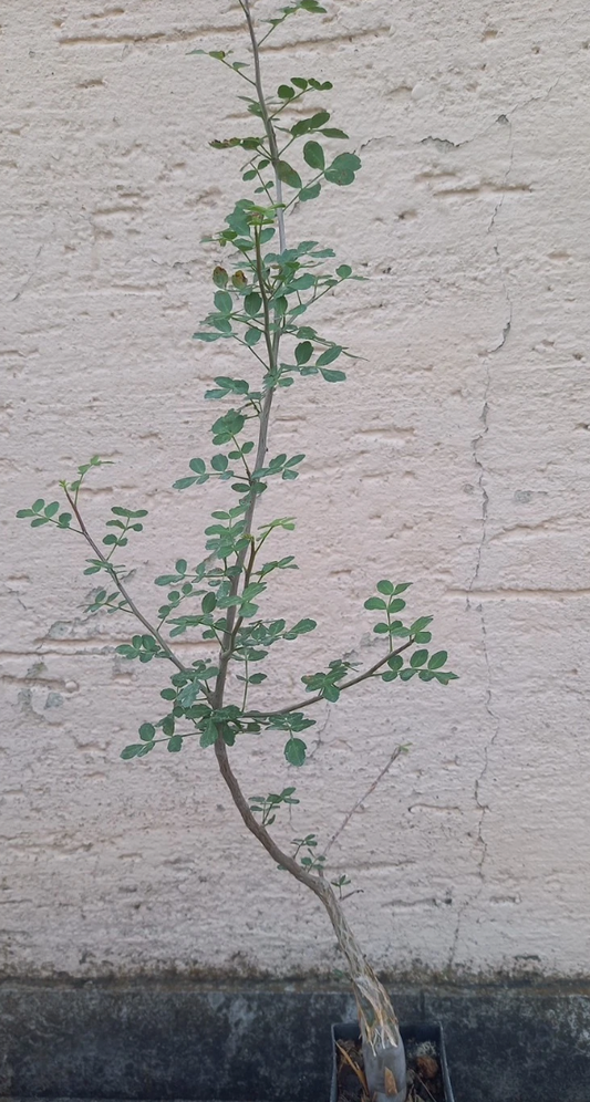Bursera copalifera 5 Pieces Seeds