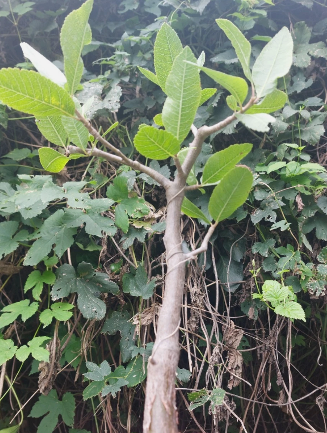 Bursera crenata 5 Pieces Seeds