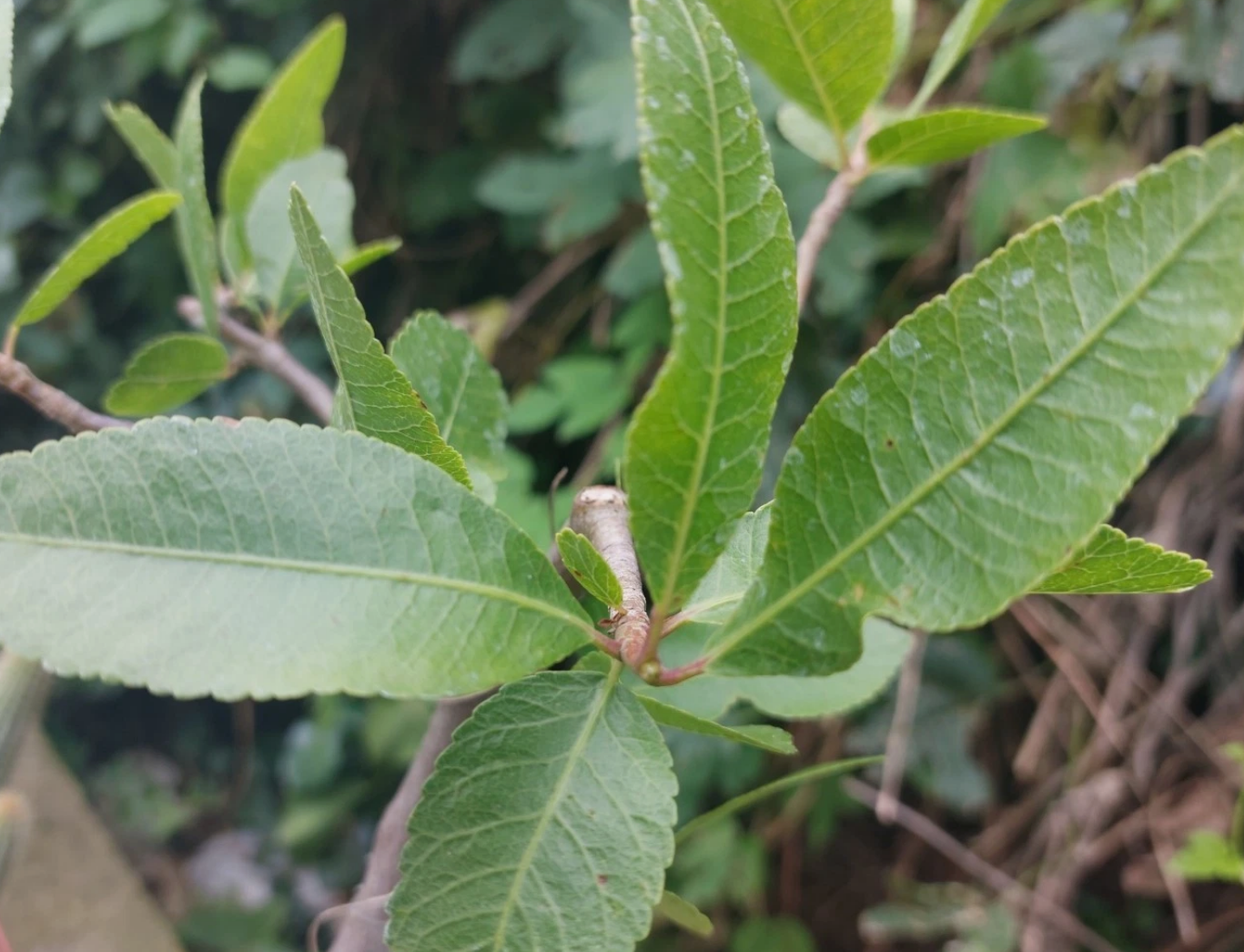 Bursera crenata 5 Pieces Seeds