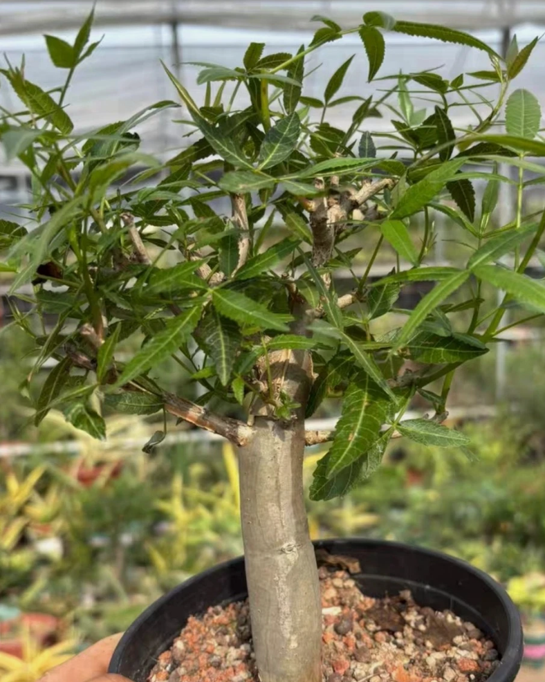 Bursera lancifolia 6 Pieces Seeds