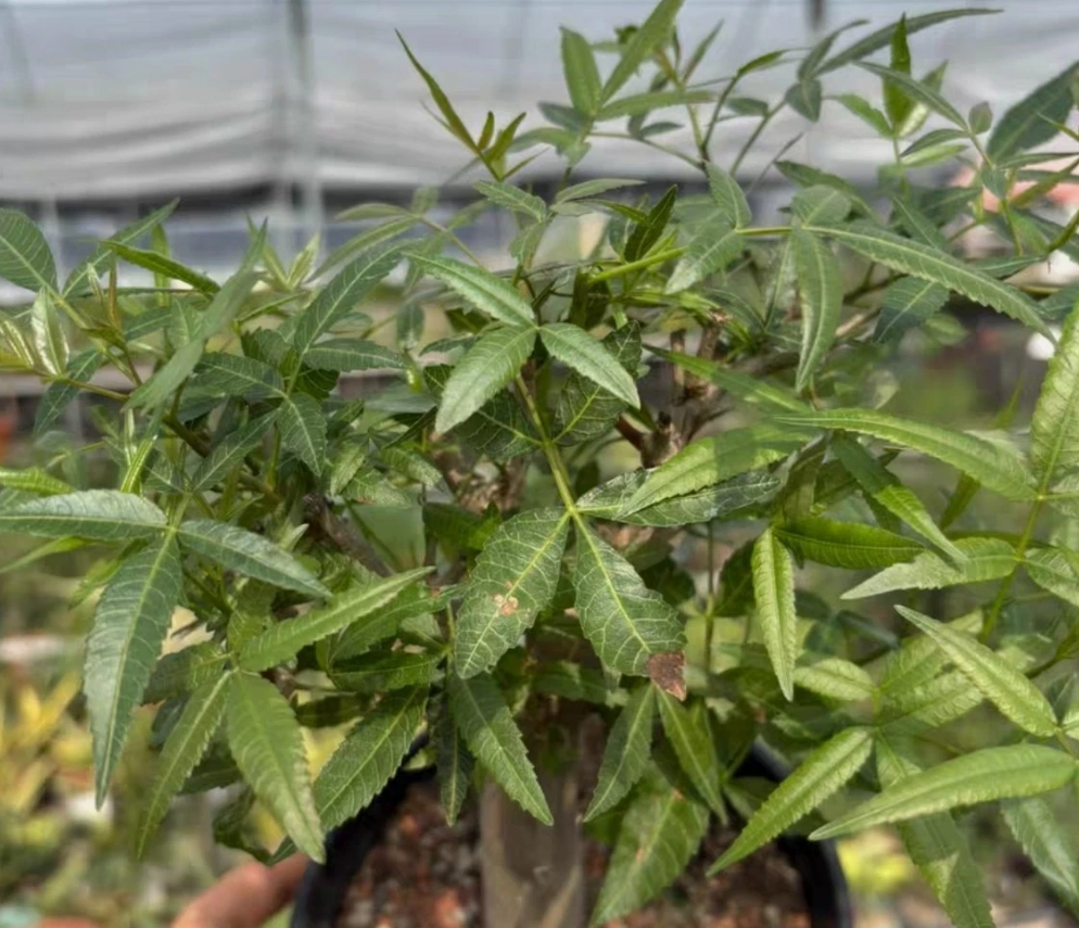 Bursera lancifolia 6 Pieces Seeds