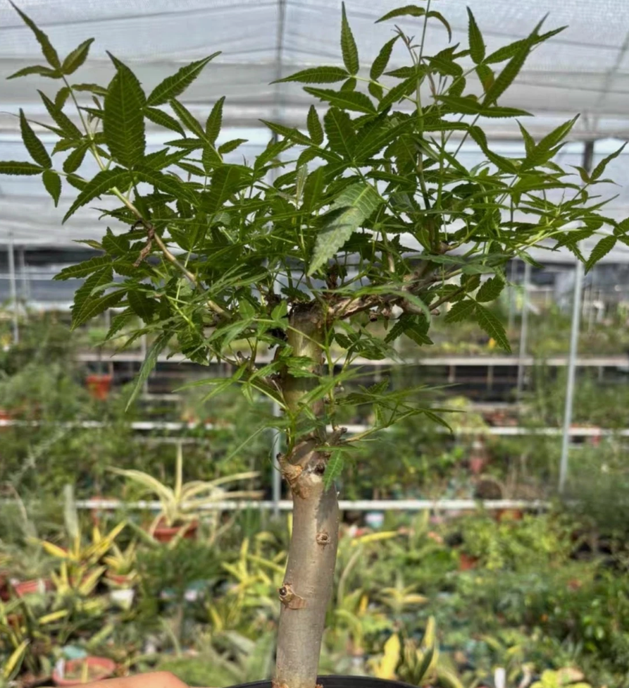 Bursera lancifolia 6 Pieces Seeds
