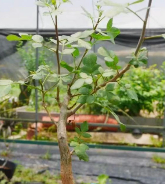 Bursera odorata 5 Pieces Seeds