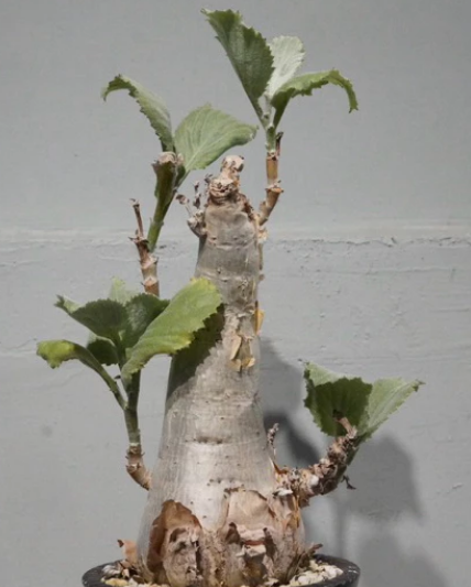 Cyphostemma Seitzianum 6 Pieces Seeds