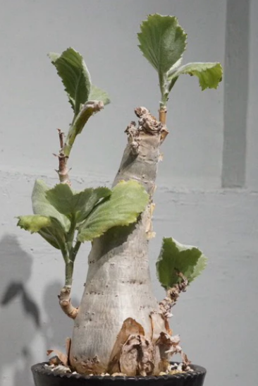 Cyphostemma Seitzianum 6 Pieces Seeds
