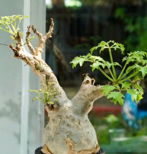 Cyphostemma betiforme (Somanlia form) 4 Pieces Seeds
