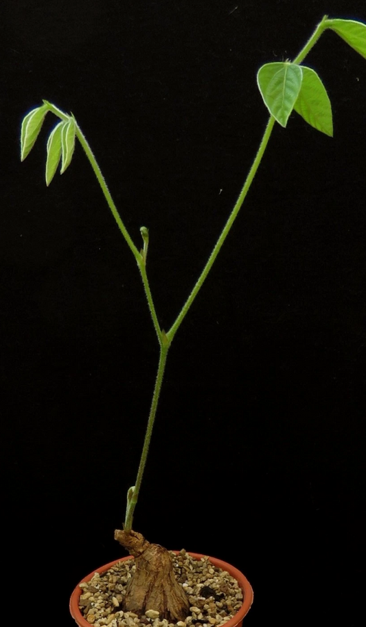 Dolichos kilimandscharicus 5 Pieces Seeds