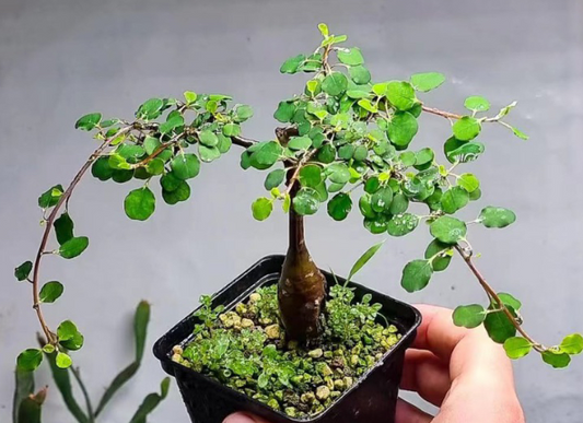 Euphorbia Agatheae 6 Pieces Seeds