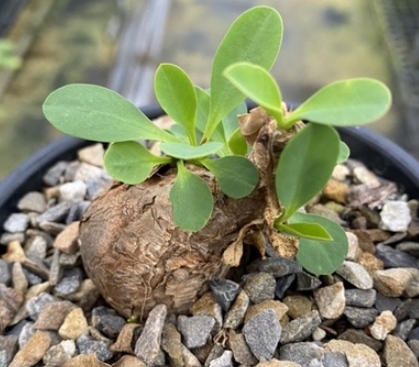 Euphorbia itremensis 7 Pieces Seeds