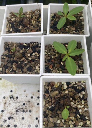 Euphorbia itremensis 7 Pieces Seeds