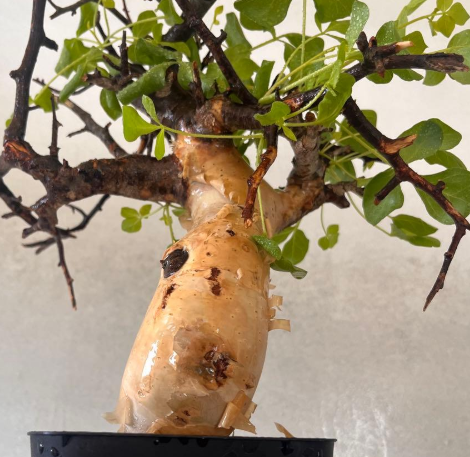 Commiphora kataf 5 Pieces Seeds