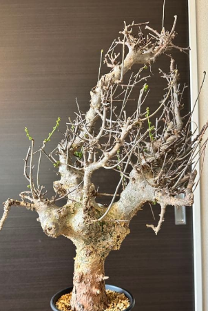 Commiphora cyclophylla 5 Pieces Seeds