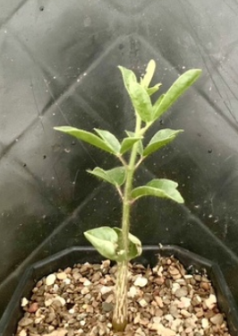 Commiphora laxecymigera 5 Pieces Seeds