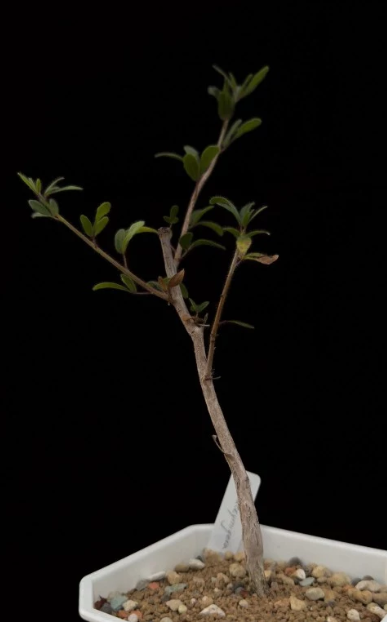 Commiphora laxecymigera 5 Pieces Seeds