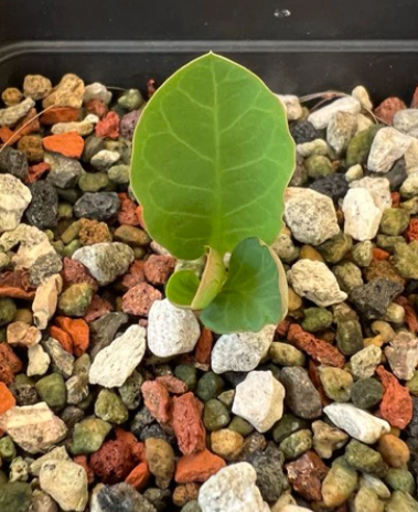 Euphorbia sp. aff. lawantii 10 Pieces Seeds
