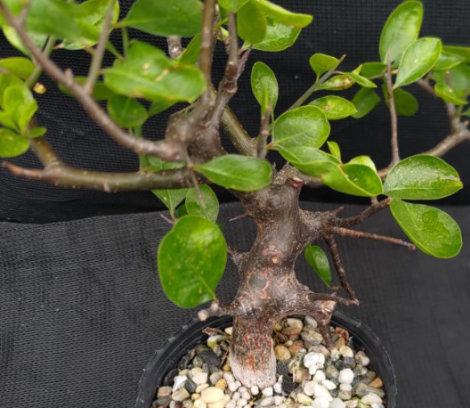 Commiphora rostrata 5 Pieces Seeds
