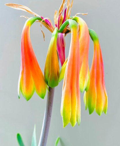 Cyrtanthus obliquus 4 Pieces Seeds