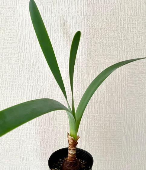 Cyrtanthus obliquus 4 Pieces Seeds