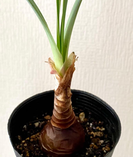 Cyrtanthus obliquus 4 Pieces Seeds