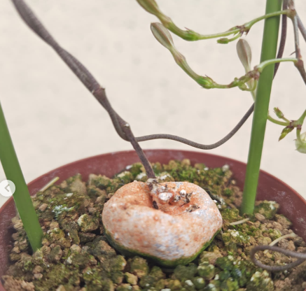 Ceropegia inornata 5 Pieces Seeds