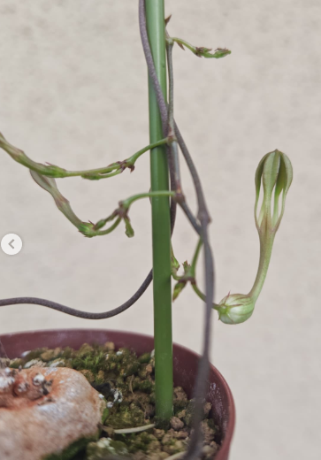 Ceropegia inornata 5 Pieces Seeds